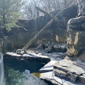Akron Zoo - Penguins - Zoos Near Me - Akron, Ohio