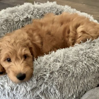 The Doodle Spot - Pet Breeders Near Me