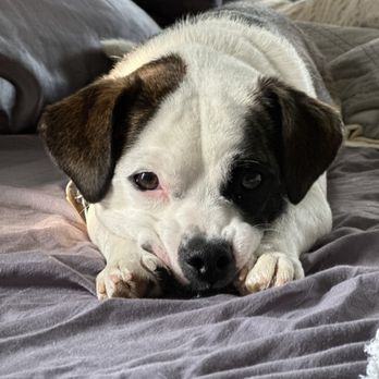 VEG ER for Pets - My pup, Buddy - Emergency Pet Hospital Near Me - Paramus, New Jersey