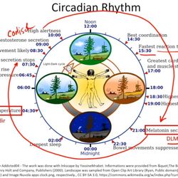 Angel House - Your Natural Circadian Rhythm for Longevity Depends on Daily Sunlight