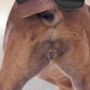 Sunglass Hut