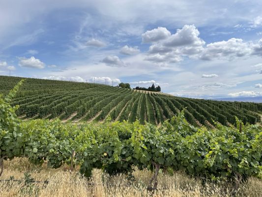 Treveri Cellars by null