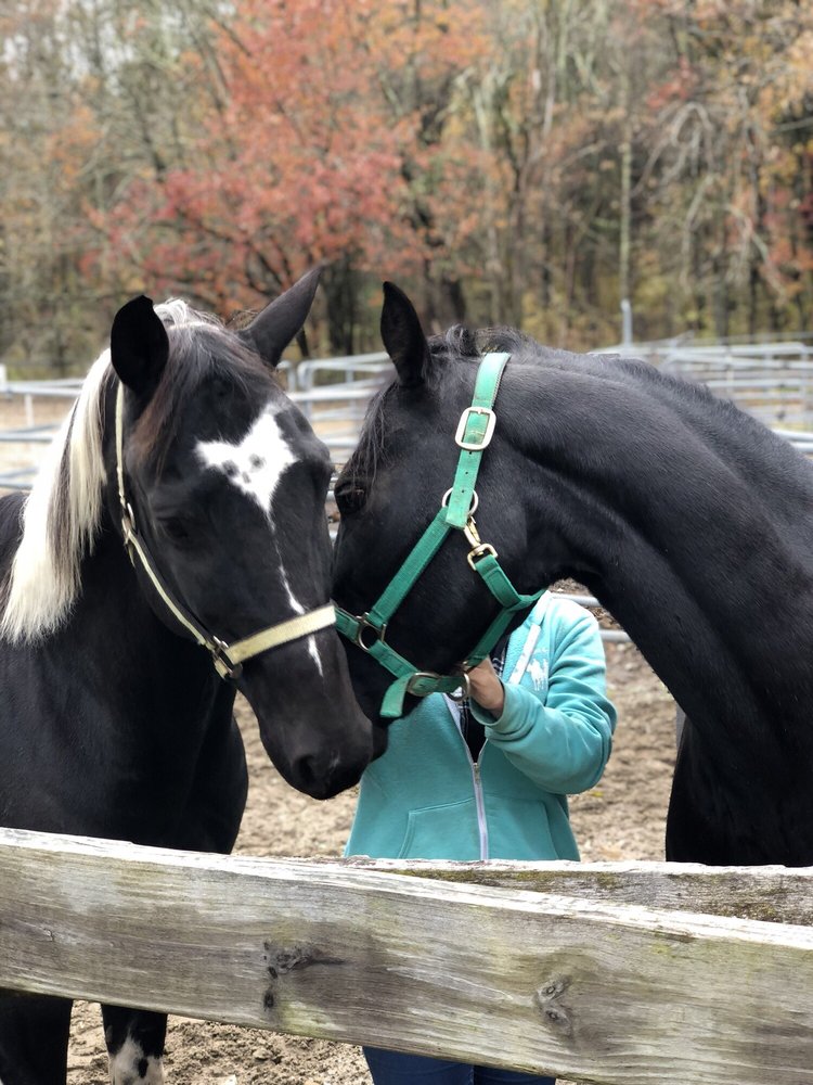 Forest Riding Academy - equestrian in North Reading, MA