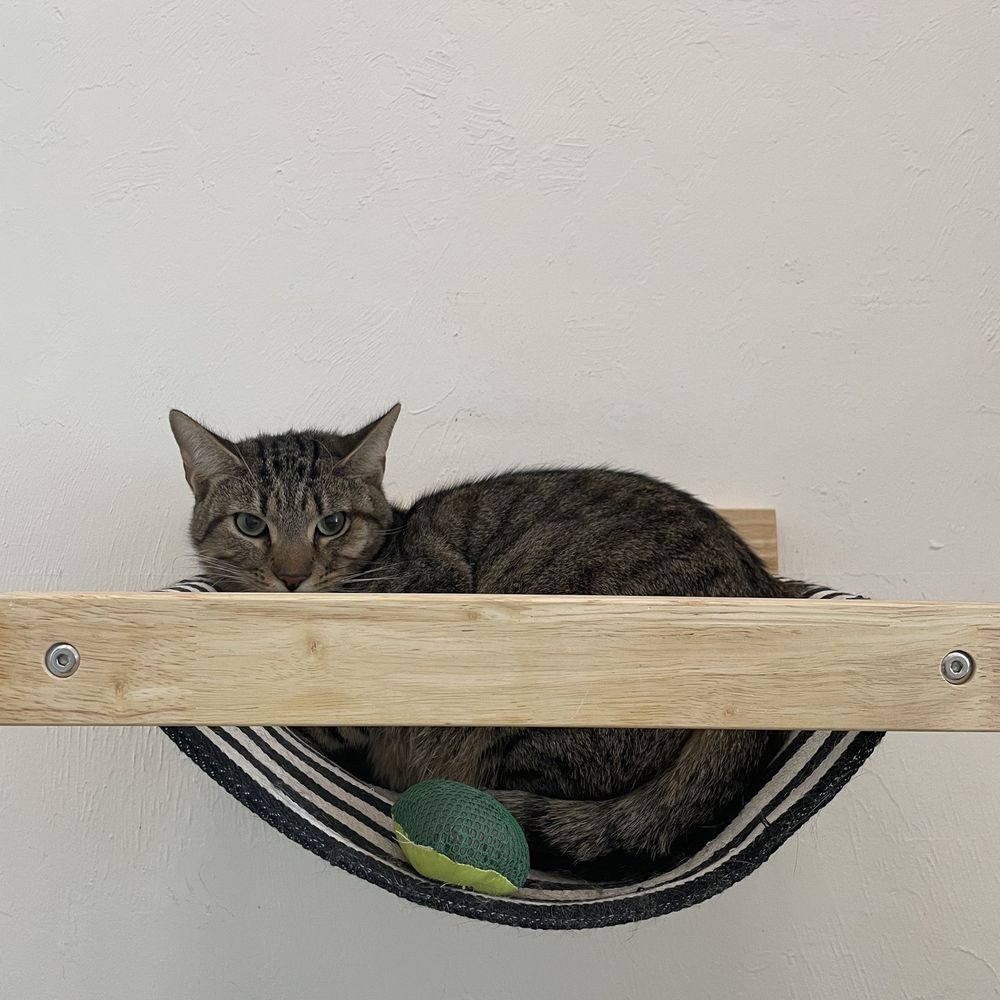 Feeline Good Cat Cafe - a cat sitting in a hammock - Cafes Near Me - Gainesville, Florida Feeline Good Cat Cafe - a cat sitting in a hammock - Cafes Near Me - Gainesville, Florida