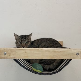 Feeline Good Cat Cafe - a cat sitting in a hammock - Cafes Near Me - Gainesville, Florida Feeline Good Cat Cafe - a cat sitting in a hammock - Cafes Near Me - Gainesville, Florida