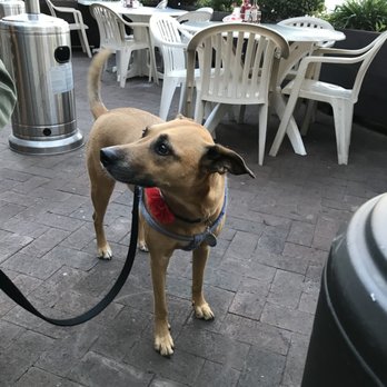 Paula's Pancake House - Great patio for your furry family - Breakfast & Brunch Near Me - Solvang, California