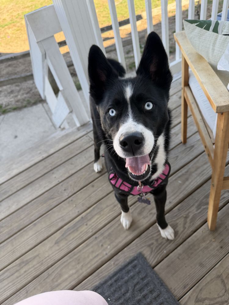 Cozy Paws - pet boarding facility in Warwick, RI