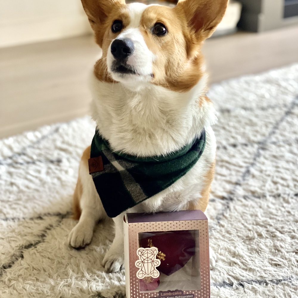 Mishka - Typo the corgi lol it's her favorite Mishka cake - Pet Stores Near Me - San Francisco, California Mishka - Typo the corgi lol it's her favorite Mishka cake - Pet Stores Near Me - San Francisco, California