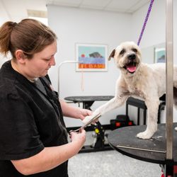 Pet Groomers in Mount Pleasant - Yelp