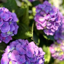 Hydrangeas