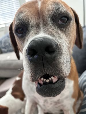 Animal Medical Center of McKinney