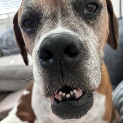 Animal Medical Center of McKinney - Charlie