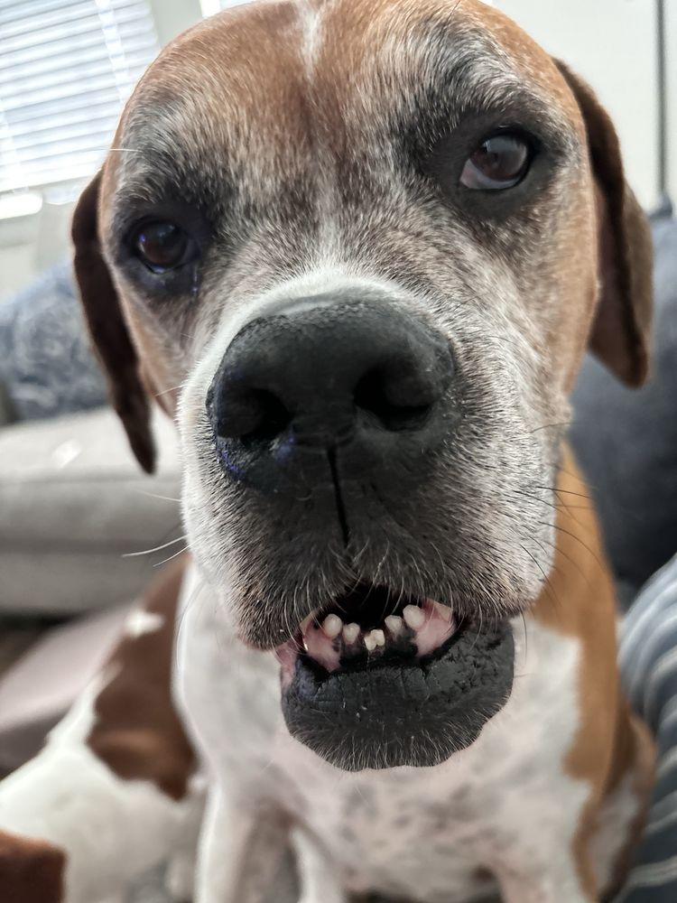 Animal Medical Center of McKinney