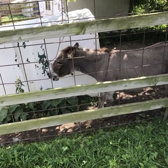 Ochs Orchard - Happy donkey - Fruits & Veggies Near Me - Warwick, New York