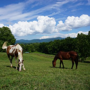 y Tiempo Farm - River and Sunny doing what they do best. - Horse Boarding Near Me - Glasgow, Virginia y Tiempo Farm - River and Sunny doing what they do best. - Horse Boarding Near Me - Glasgow, Virginia