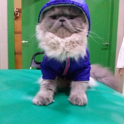 Clínica Veterinaria Conde Duque