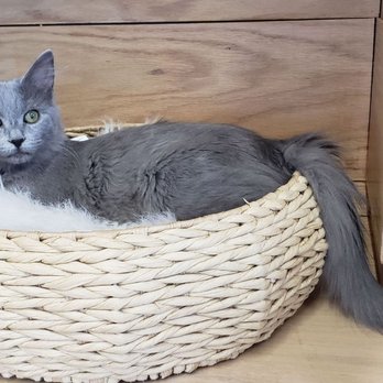 Felius Cat Café & Rescue - Basket of floof (that tail!) - Pet Adoption Near Me - Omaha, Nebraska Felius Cat Café & Rescue - Basket of floof (that tail!) - Pet Adoption Near Me - Omaha, Nebraska