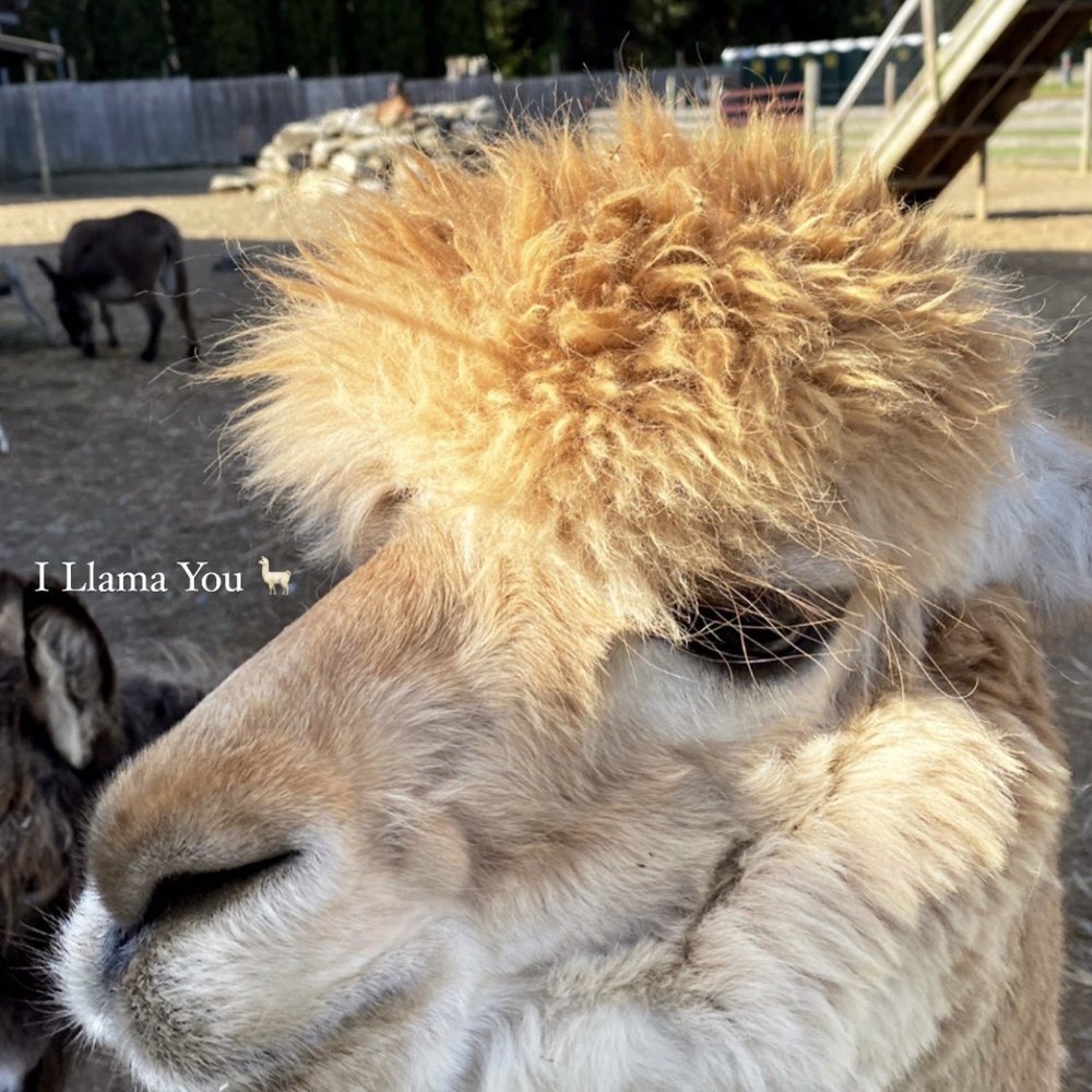 Barton Orchards - I llama you - Farmers Market Near Me - Poughquag, New York Barton Orchards - I llama you - Farmers Market Near Me - Poughquag, New York