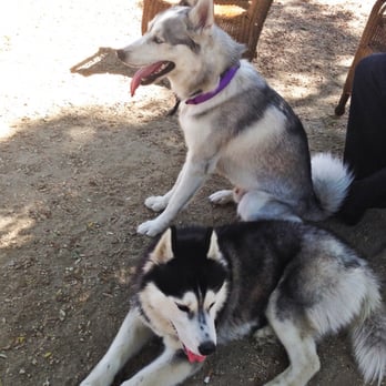 Uptown Dog Park - My boy gray chillin and found a cutie. - Dog Parks Near Me - Long Beach, California Uptown Dog Park - My boy gray chillin and found a cutie. - Dog Parks Near Me - Long Beach, California