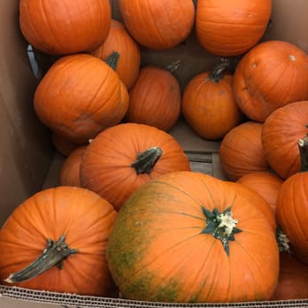 ALDI - pumpkins for 2.49 - Fruits & Veggies Near Me - Cranberry Township, Pennsylvania
