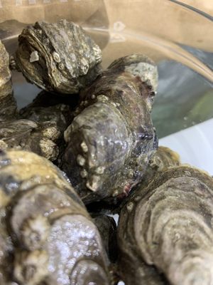 Suquamish Seafoods by null