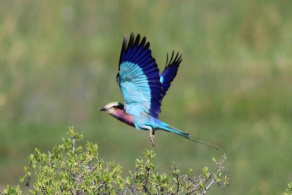 Africa Adventure Consultants by null