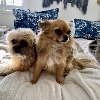 Your Best Paw Forward - Martha and Sadie - Pet Training Near Me