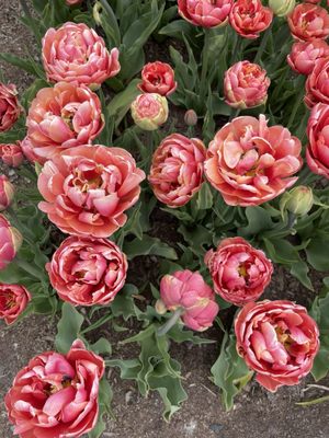 Tulip Valley Farms by null