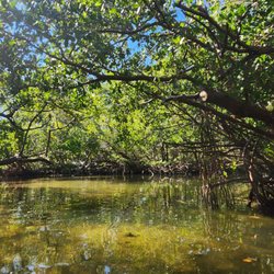 Kayaking SRQ Tours And Rentals - Mangrove tunnel