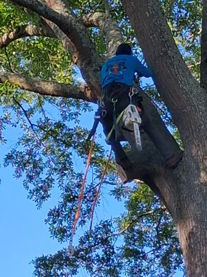 My Cowboy Tree Care on Yelp