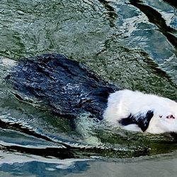 Onion Creek District Park - Onion Creek offers a Great off-leash area, for dogs who think they are really beavers, trapped in a dog's body!