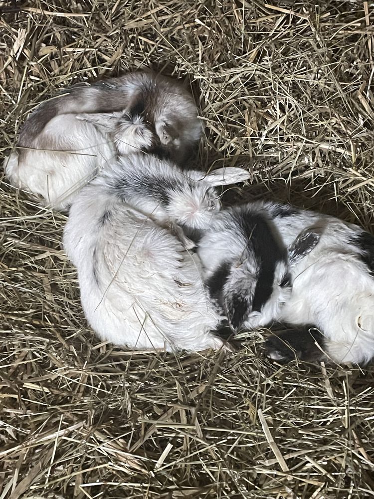 TEACUP FARM Updated September 2024 10 Photos 2284 Johnson Creek