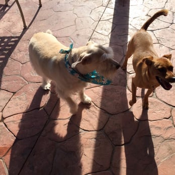 Home Away From Home - Lucy's new friend - Pet Sitting Near Me