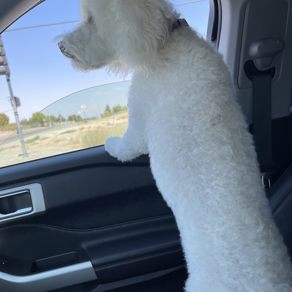 Purrfectly Pampered Paws - Pet Groomers Near Me - Lancaster, California Purrfectly Pampered Paws - Pet Groomers Near Me - Lancaster, California