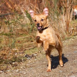 Furkids Pet Care
