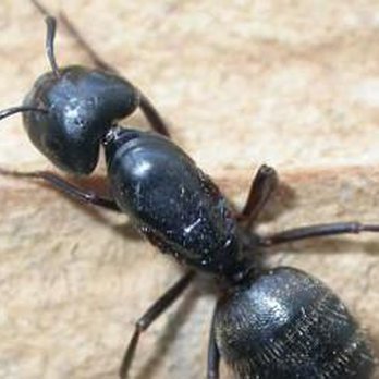 Terminix Canada - Pest Control Near Me - St. John's, Newfoundland and Labrador Terminix Canada - Pest Control Near Me - St. John's, Newfoundland and Labrador
