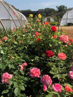 Dabney Nursery 47 Photos Nurseries Gardening 5576 Hacks Dabney Nursery 47 Photos Nurseries