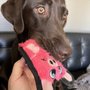 Photo of Dave's STL K-9 Dog Trainers