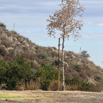 Deukmejian Wilderness Park - Dying oak - Hiking Near Me - Glendale, California