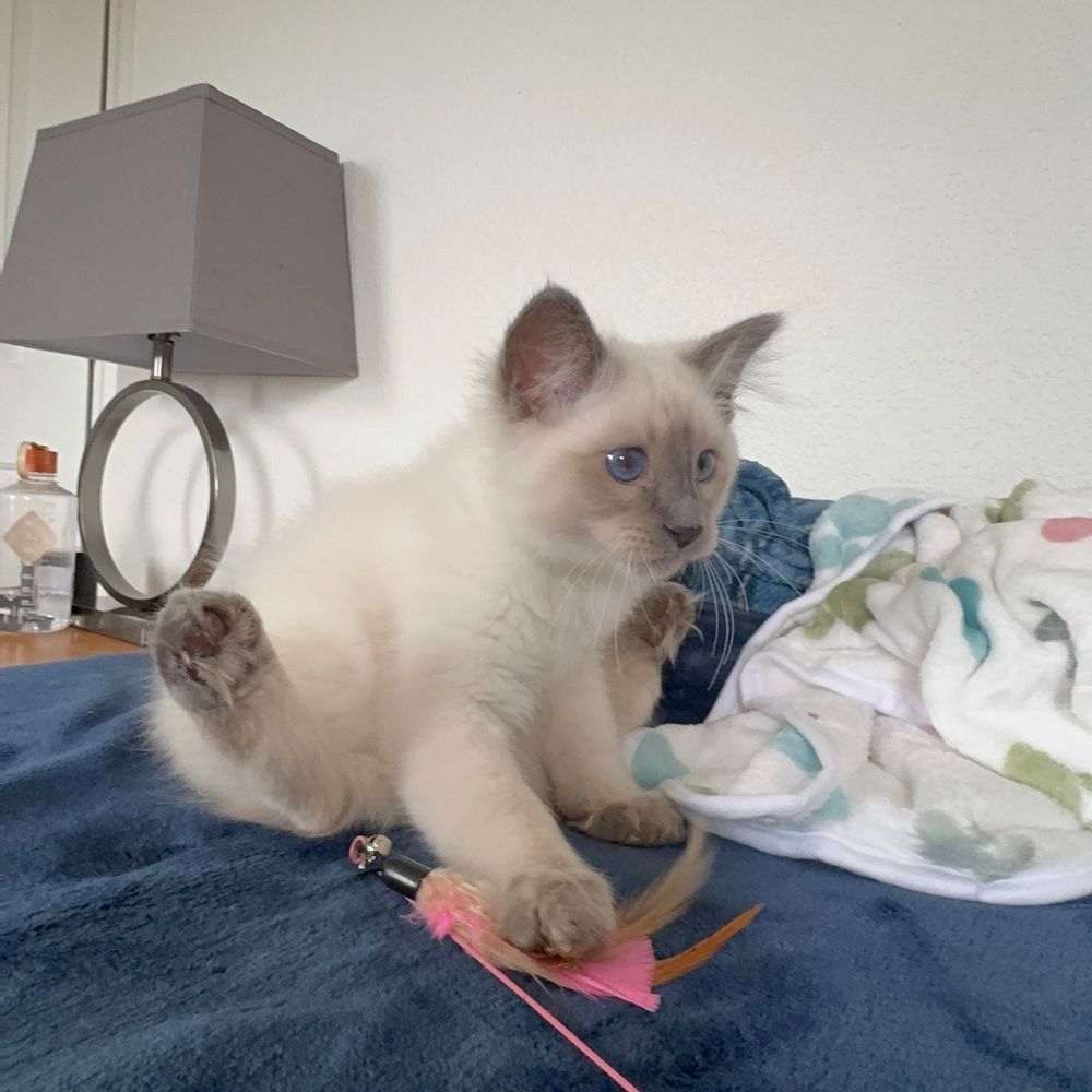 Tresor Cats - Pet Breeders Near Me Tresor Cats - Pet Breeders Near Me