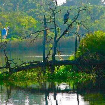 BAYOU SAUVAGE NATIONAL WILDLIFE REFUGE Updated April 2025 80 Photos
