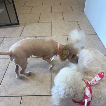 Wag-N-Tails - I had to find another salon, they were serviced beautifully. I am appalled with her service. - Pet Groomers Near Me - Las Vegas, Nevada