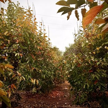 Bar 2 Ranch - Persimmon trees. Beautiful foliage! - Ranches Near Me - Pauma Valley, California Bar 2 Ranch - Persimmon trees. Beautiful foliage! - Ranches Near Me - Pauma Valley, California