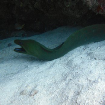 Sail Fish Scuba - Scuba Diving Near Me - Key Largo, Florida