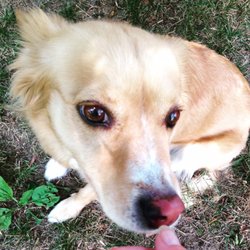Rhonda Triad Pet Sitter