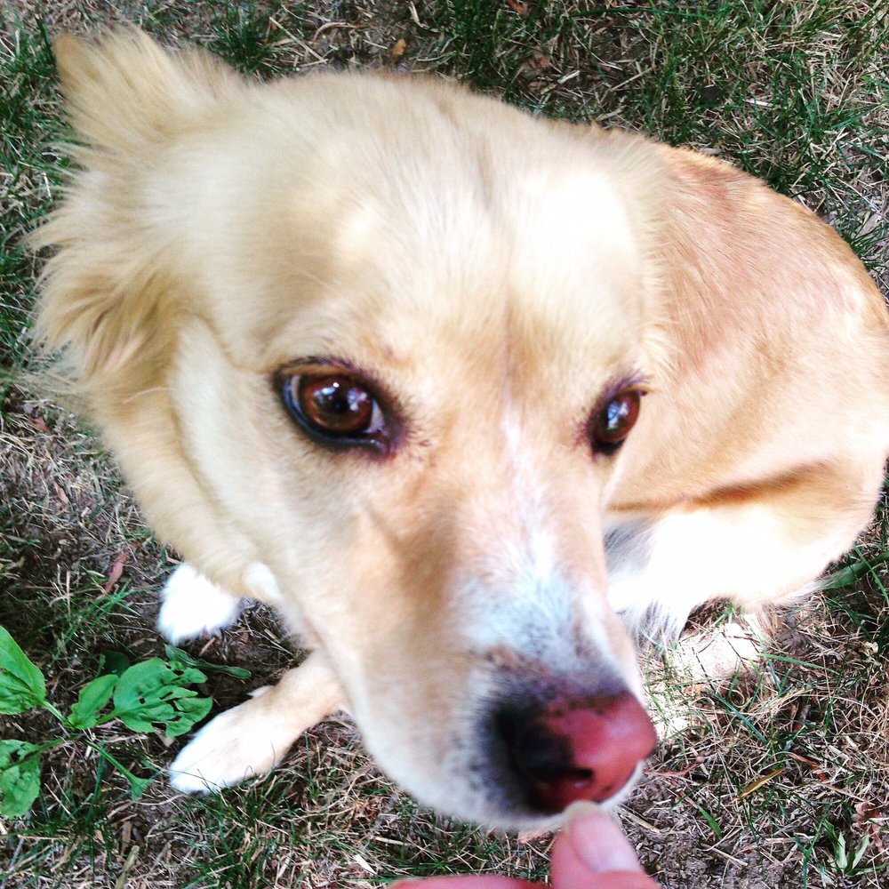 RHONDA TRIAD PET SITTER Updated October 2024 10 Photos Greensboro, North Carolina Dog