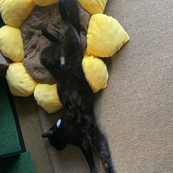 Black Forest Cat Cafe - One of the previous residents of the cat room I got to visit a while back