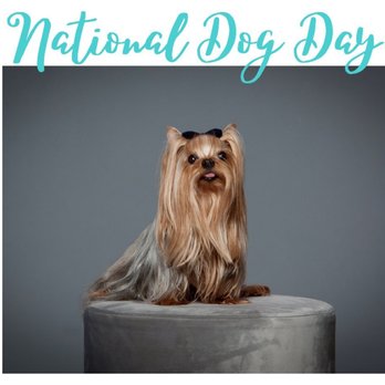 Young Orthodontics - Happy National Dog Day to our super mascot Zoey! - Orthodontists Near Me - Chandler, Arizona Young Orthodontics - Happy National Dog Day to our super mascot Zoey! - Orthodontists Near Me - Chandler, Arizona