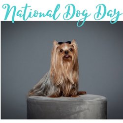 Young Orthodontics - Happy National Dog Day to our super mascot Zoey!