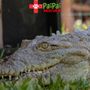 Photo of PaiPai Ecotourism Park 